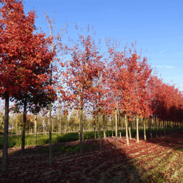 QUERCUS palustris – Image 6