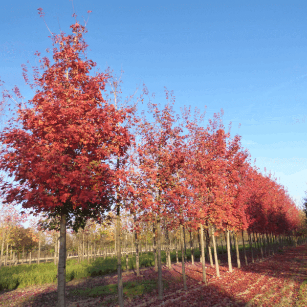 QUERCUS palustris – Image 3
