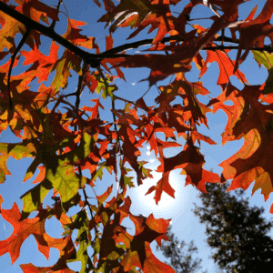 QUERCUS palustris