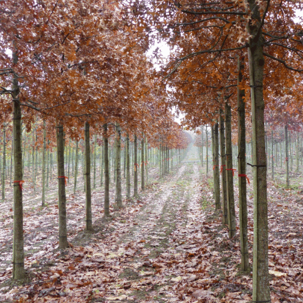 QUERCUS palustris – Image 4