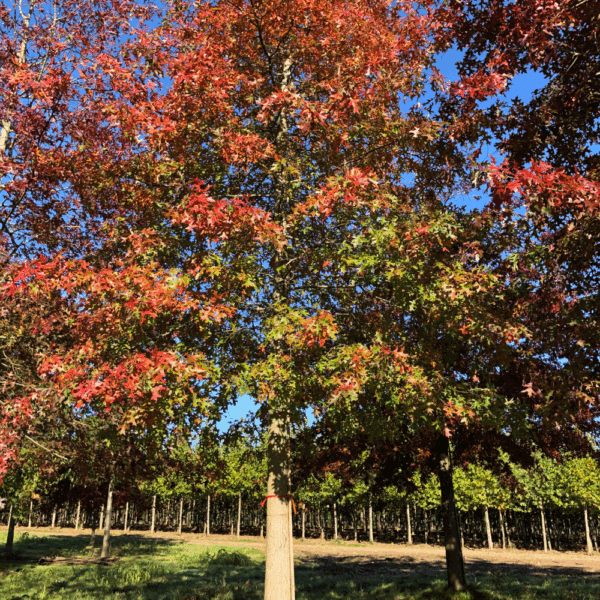 QUERCUS palustris – Image 2