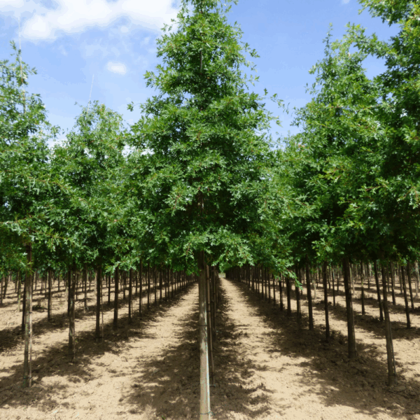 QUERCUS palustris – Image 9