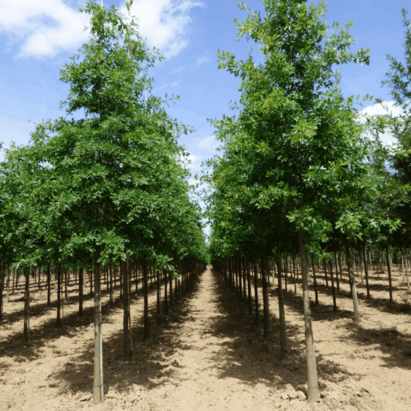 QUERCUS palustris – Image 5