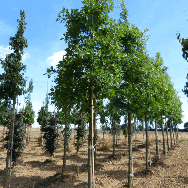 QUERCUS palustris – Image 7