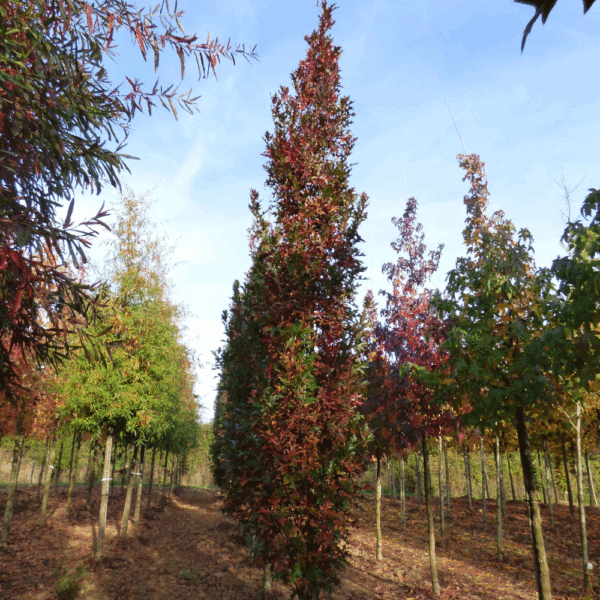 QUERCUS palustris GREEN DWARF – Image 2