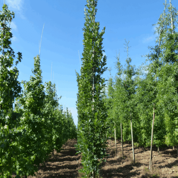 QUERCUS palustris GREEN DWARF – Image 6