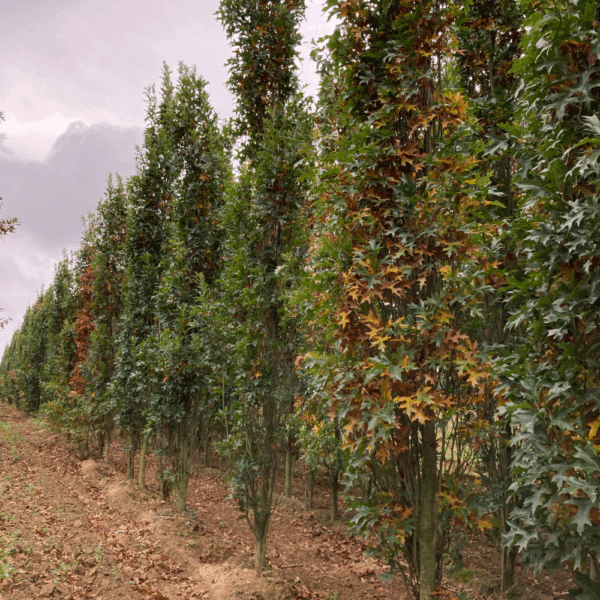 QUERCUS palustris GREEN DWARF – Image 5