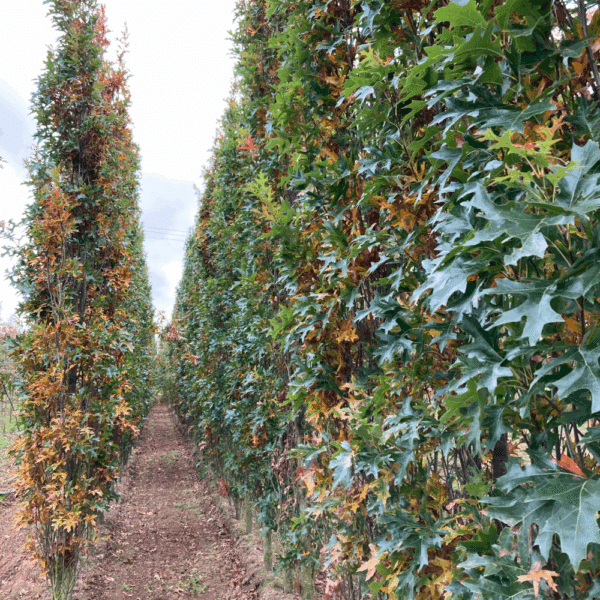 QUERCUS palustris GREEN DWARF – Image 3