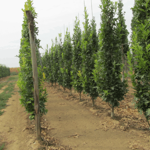 QUERCUS palustris GREEN DWARF – Image 4