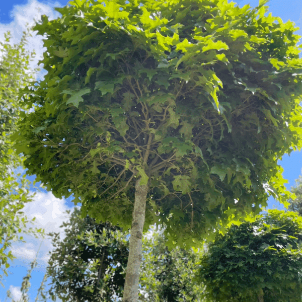 QUERCUS palustris GREEN PILLAR 'Pringreen' – Image 2