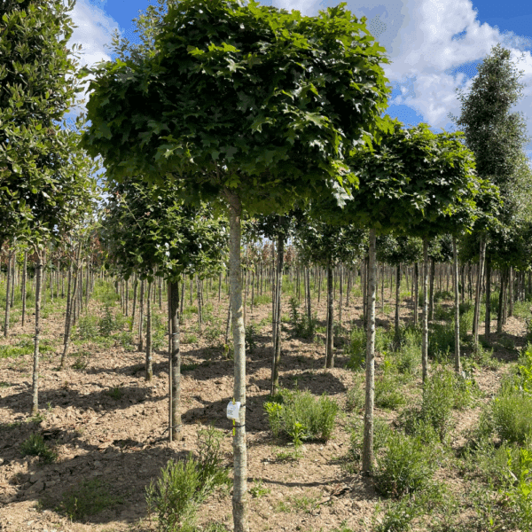 QUERCUS palustris GREEN PILLAR 'Pringreen' – Image 3