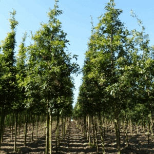 QUERCUS petraea