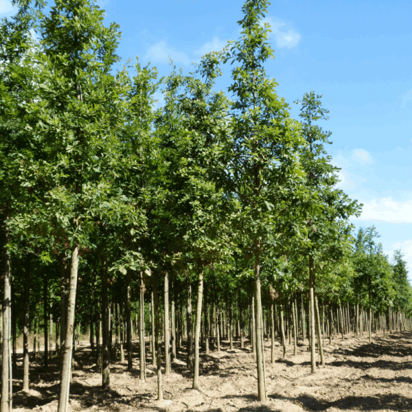 QUERCUS petraea – Image 2