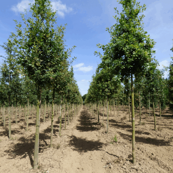 QUERCUS petraea – Image 4
