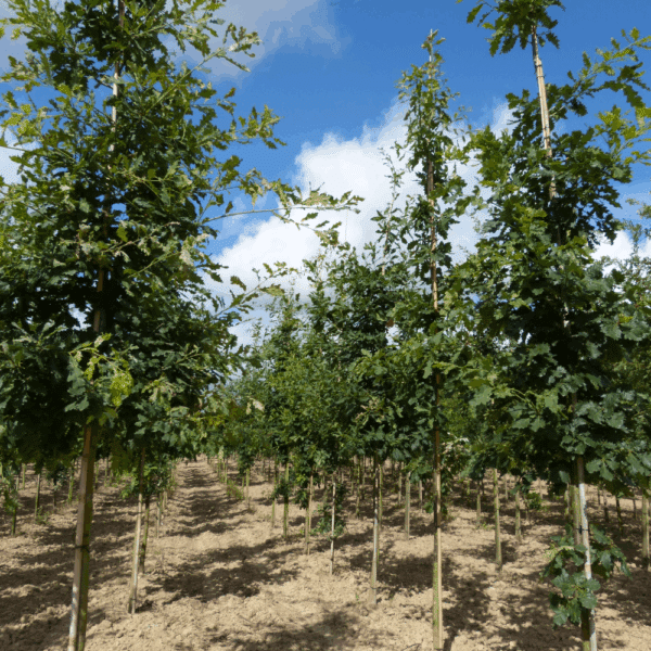 QUERCUS petraea – Image 3