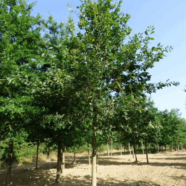 QUERCUS petraea – Image 7