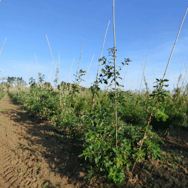 QUERCUS petraea – Image 6