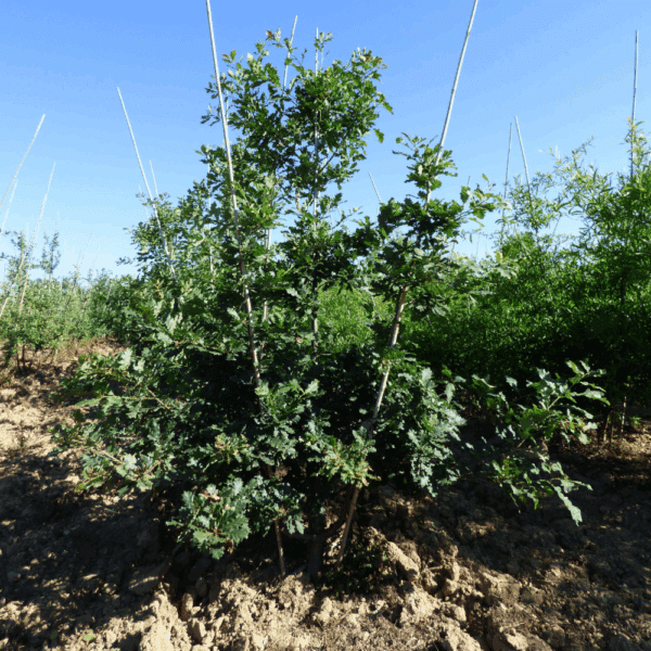 QUERCUS petraea – Image 5