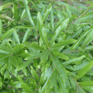 QUERCUS phellos