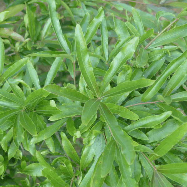 QUERCUS phellos