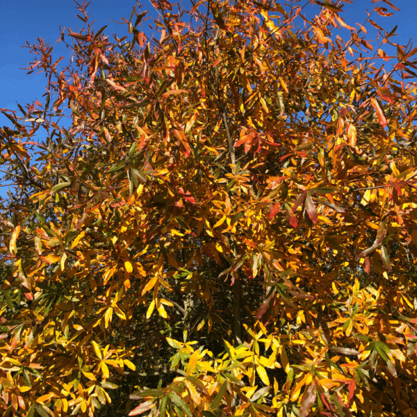 QUERCUS phellos – Image 3