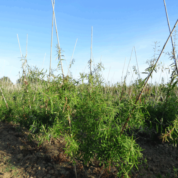 QUERCUS phellos – Image 6