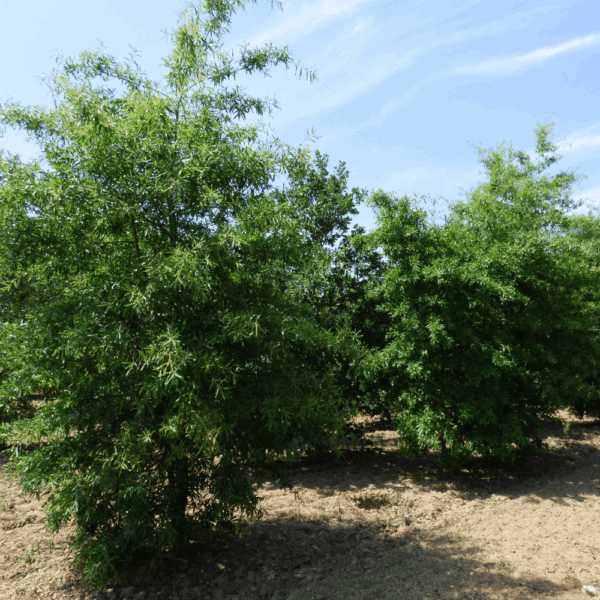 QUERCUS phellos – Image 8