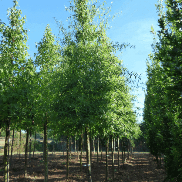 QUERCUS phellos – Image 5