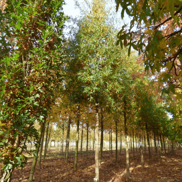 QUERCUS phellos – Image 4