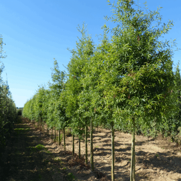 QUERCUS phellos – Image 2