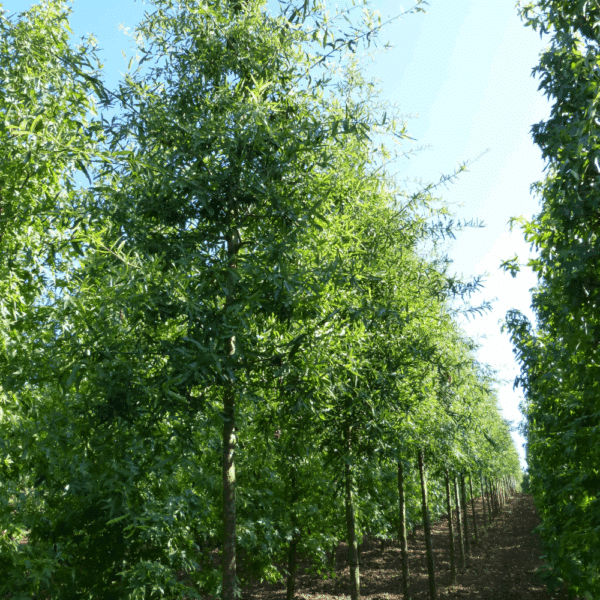 QUERCUS phellos – Image 7