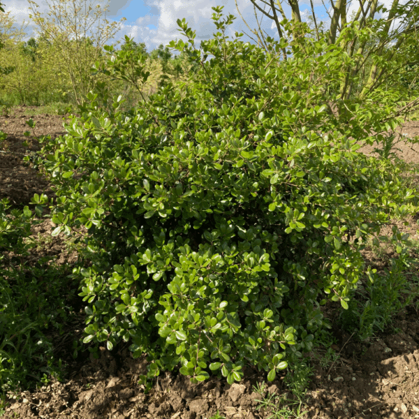 QUERCUS phillyreoides – Image 2