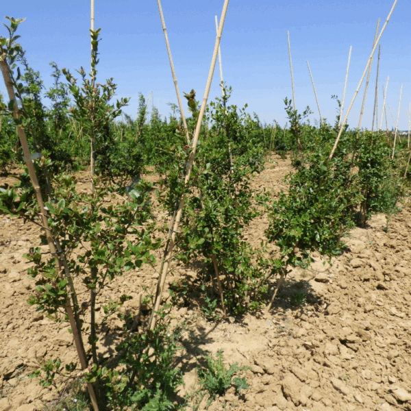 QUERCUS phillyreoides – Image 3