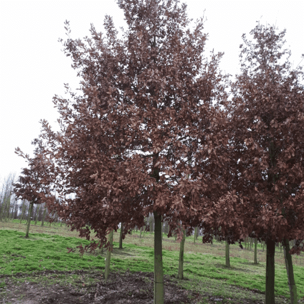 QUERCUS pubescens – Image 2