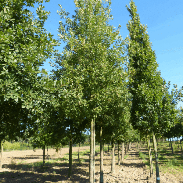QUERCUS pubescens – Image 3