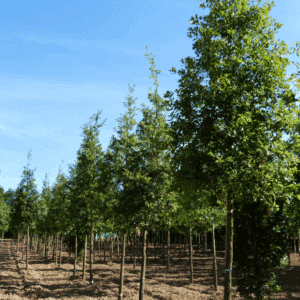 QUERCUS pubescens