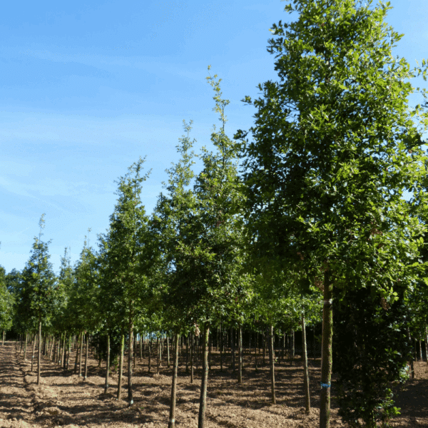 QUERCUS pubescens