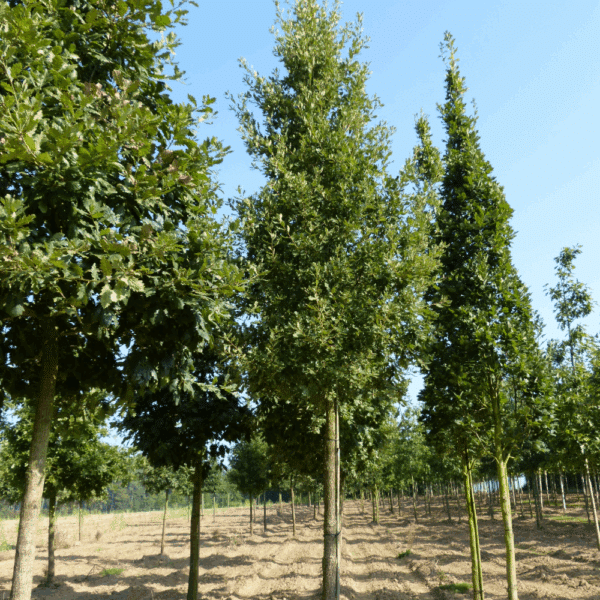 QUERCUS pubescens – Image 6
