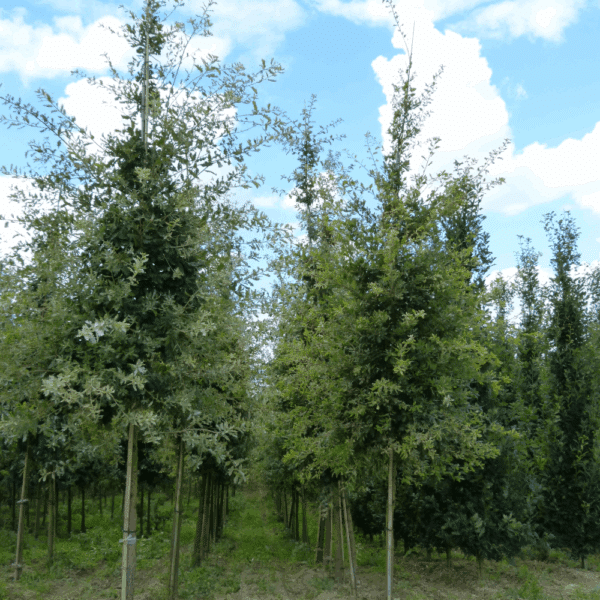 QUERCUS pubescens – Image 5
