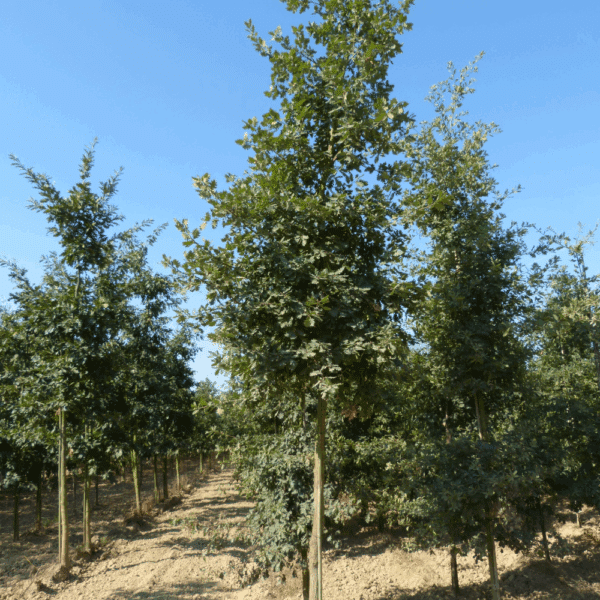 QUERCUS pubescens – Image 4