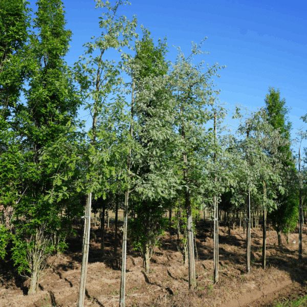 QUERCUS pyrenaica – Image 4