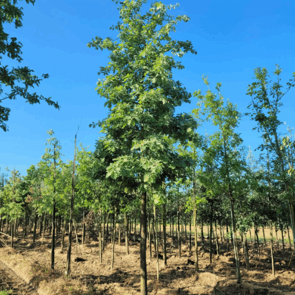 QUERCUS pyrenaica – Image 2