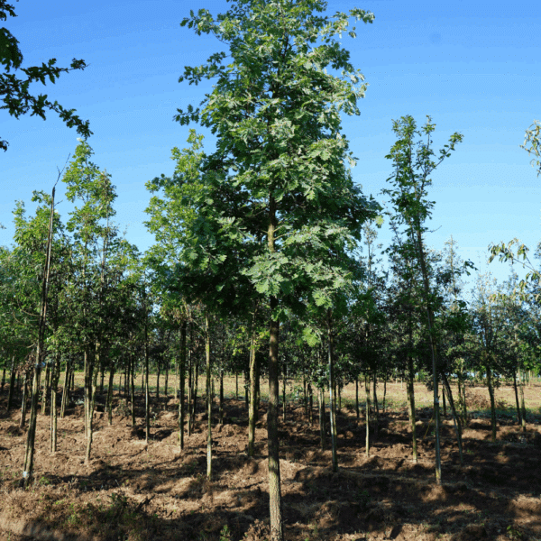 QUERCUS pyrenaica – Image 5