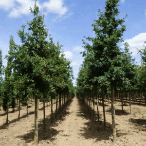 QUERCUS robur