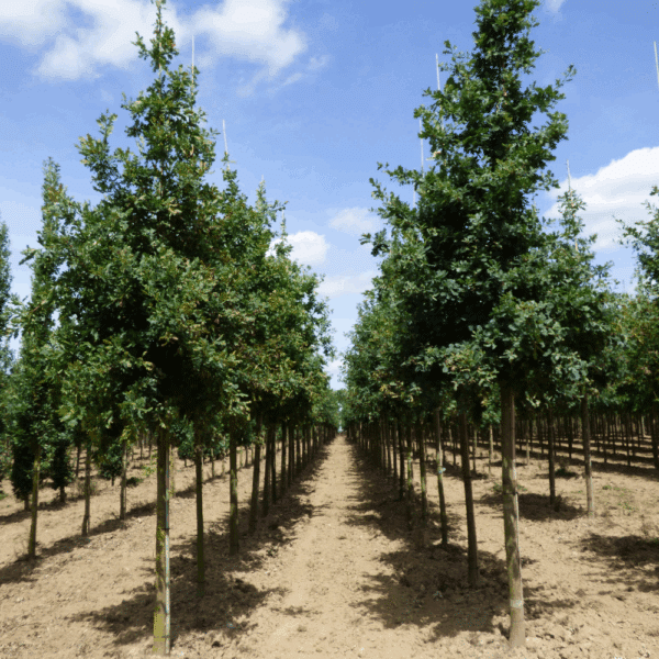 QUERCUS robur