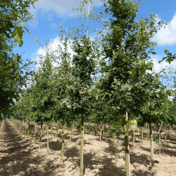 QUERCUS robur – Image 5