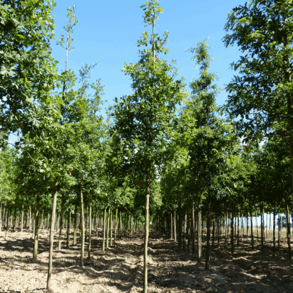 QUERCUS robur – Image 3