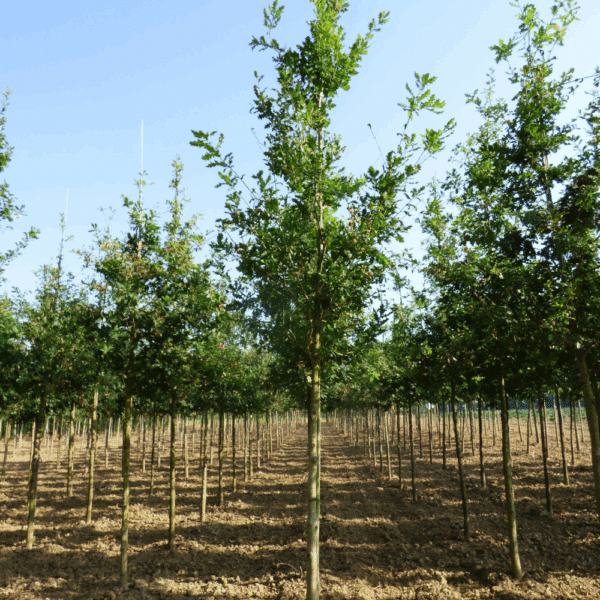 QUERCUS robur – Image 2
