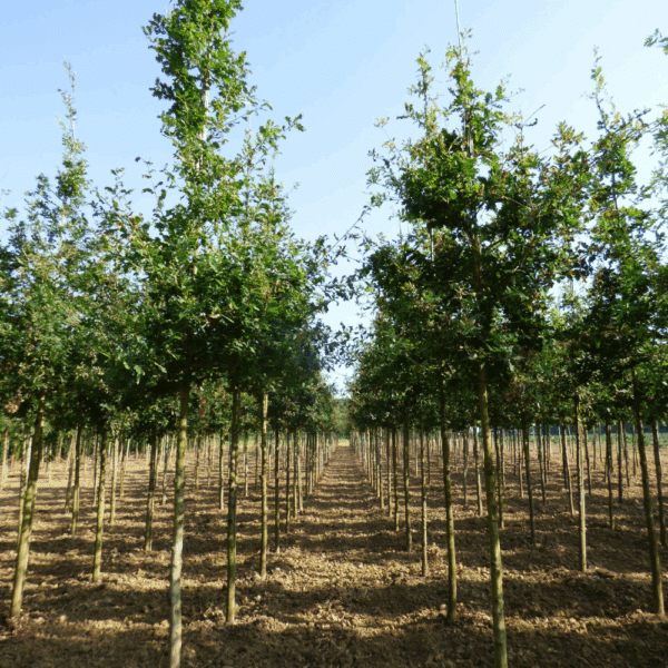 QUERCUS robur – Image 4