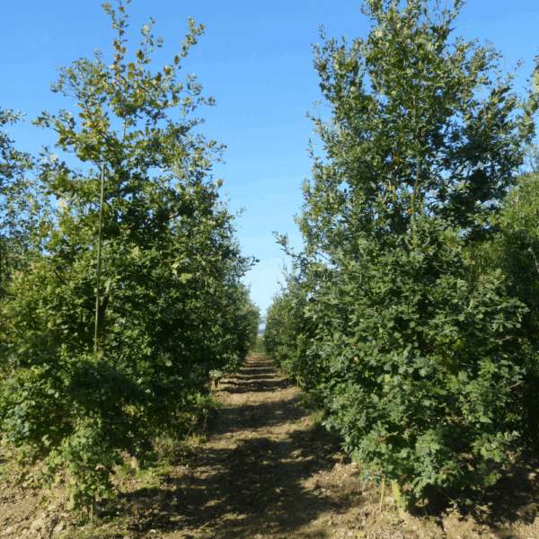 QUERCUS robur – Image 7